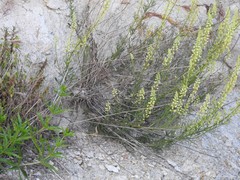 Reseda lutea