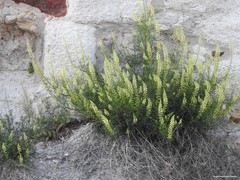 Reseda lutea
