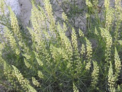 Reseda lutea