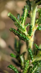 Ceanothus hearstiorum