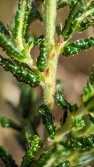 Ceanothus hearstiorum