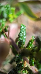 Ceanothus hearstiorum