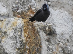 Corvus monedula