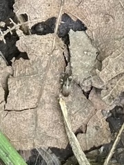 Barypeithes pellucidus