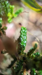 Ceanothus hearstiorum