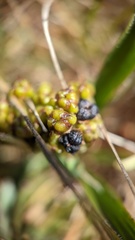 Ceanothus hearstiorum