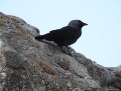 Corvus monedula