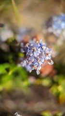 Ceanothus hearstiorum