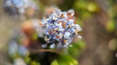 Ceanothus hearstiorum