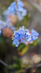 Ceanothus hearstiorum