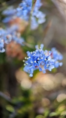 Ceanothus hearstiorum