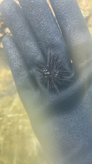 Echinometra oblonga