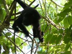 Alouatta pigra