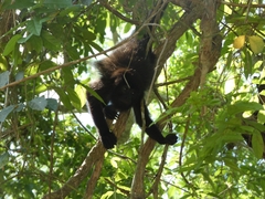 Alouatta pigra