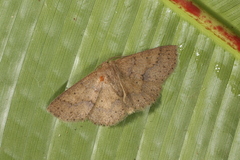 Isochromodes brumosa