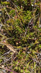 Arctostaphylos hookeri hearstiorum