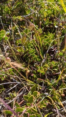 Arctostaphylos hookeri hearstiorum