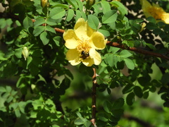 Andrena milwaukeensis