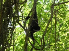 Alouatta pigra