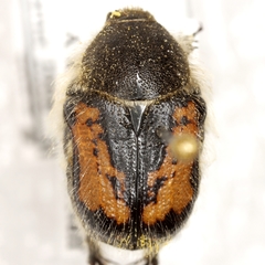 Euphoria pilipennis