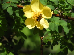 Andrena milwaukeensis