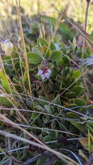 Arctostaphylos hookeri hearstiorum