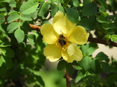 Andrena milwaukeensis