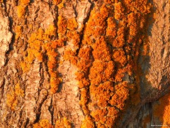 Xanthoria parietina