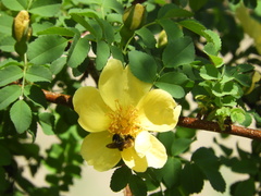 Andrena milwaukeensis