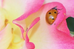 Coccinella septempunctata
