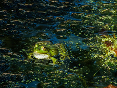 Pelophylax lessonae