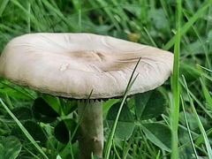 Agaricales