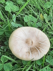 Agaricales