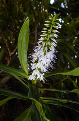 Veronica flavida