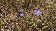 Brodiaea terrestris