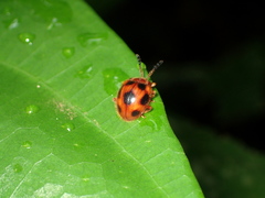 Stenotarsus pardalis