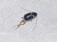 Phyllodromica marginata