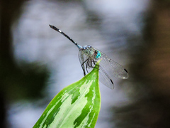 Micrathyria ocellata