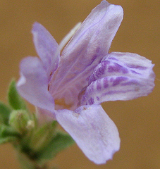 Acanthaceae