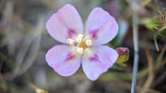 Clarkia prostrata