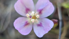 Clarkia prostrata