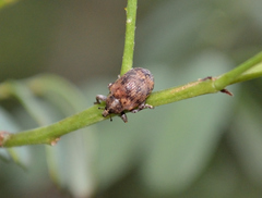 Hyperinae