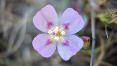 Clarkia prostrata