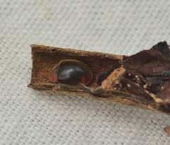 Pseudoryssomus