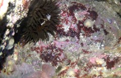 Phlyctenanthus australis