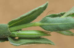 Acanthaceae