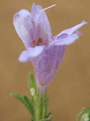 Acanthaceae