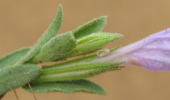 Acanthaceae