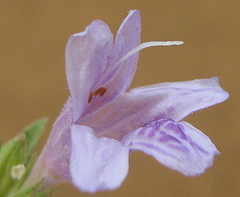 Acanthaceae