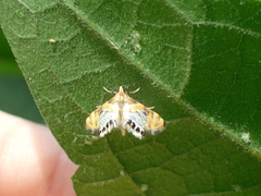Nymphicula blandialis